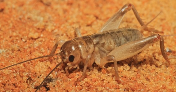 what is a mud cricket